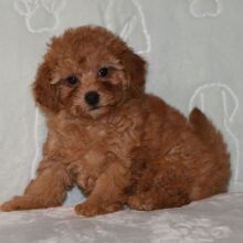Goldendoodle Puppy Gidget