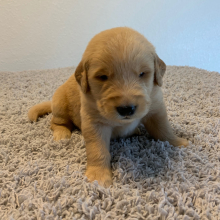 Golden Retriever Puppy Luke