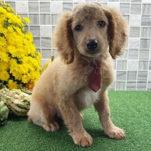 Cockapoo Puppy Zahir