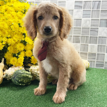 Cockapoo Puppy Zahir