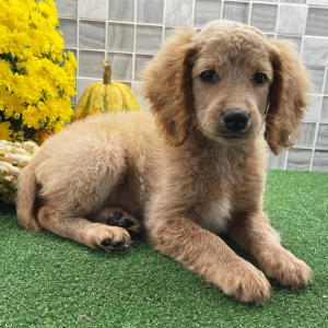 Cockapoo Puppy Zahir