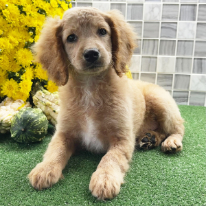 Cockapoo Puppy Zahir