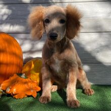 Cockapoo Puppy Zahir