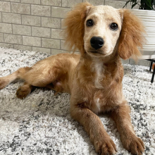 Cockapoo Puppy Zahir
