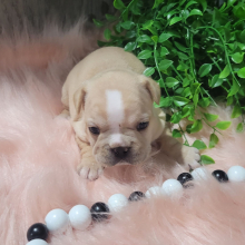 French Bulldog Puppy Seira