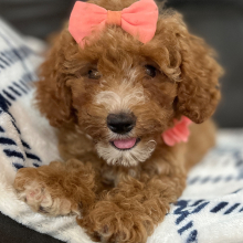 Cavapoo Puppy Selena