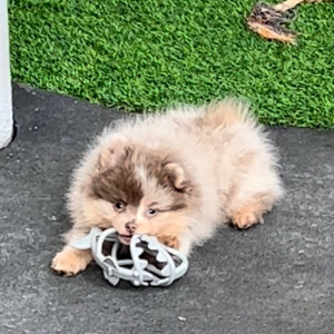Pomeranian Puppy Pippen