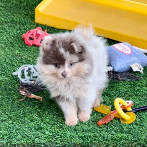 Pomeranian Puppy Pippen