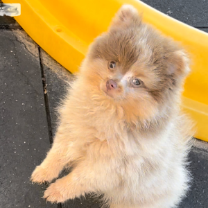 Pomeranian Puppy Pippen