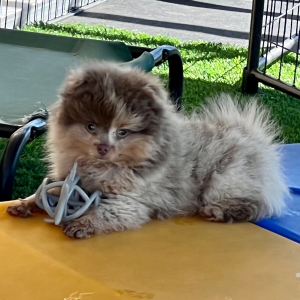 Pomeranian Puppy Pippen