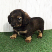 Dachshund Puppy Savage
