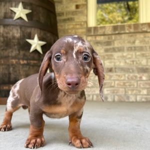 Dachshund Puppy Tom
