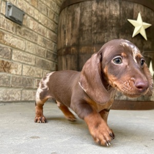 Dachshund Puppy Tom