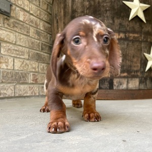 Dachshund Puppy Tom