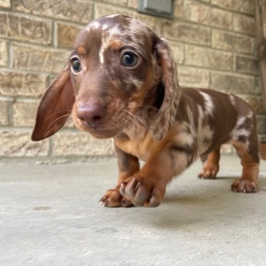 Dachshund Puppy Tom