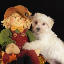 Maltipoo Puppy Xavier