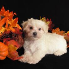 Maltipoo Puppy Xavier