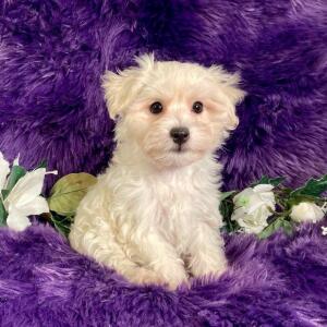 Maltipoo Puppy Xavier