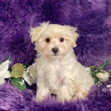Maltipoo Puppy Xavier