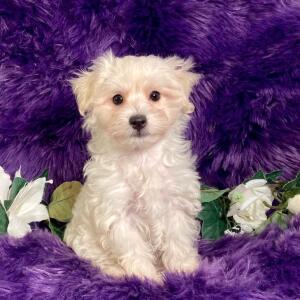 Maltipoo Puppy Xavier