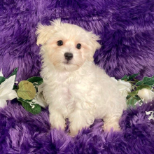 Maltipoo Puppy Xavier