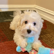 Maltipoo Puppy Xavier