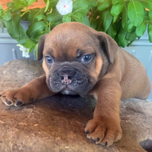 Bulldog Puppy Trooper