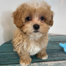 Maltipoo Puppy Zander