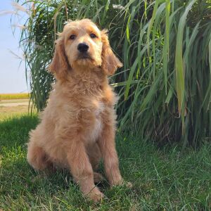 Goldendoodle Puppy Harper