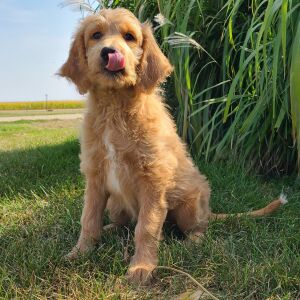 Goldendoodle Puppy Harper