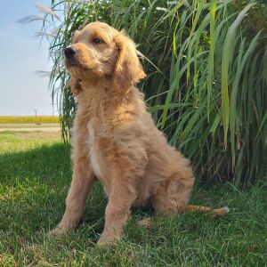 Goldendoodle Puppy Harper
