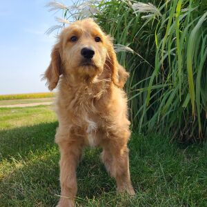 Goldendoodle Puppy Harper