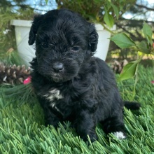 Goldendoodle Puppy Nelly