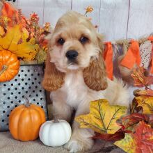 Cocker Spaniel Puppy Chevy