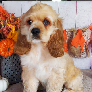 Cocker Spaniel Puppy Chevy