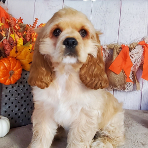Cocker Spaniel Puppy Chevy