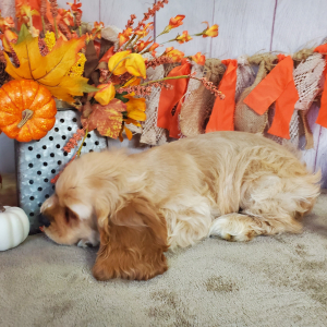 Cocker Spaniel Puppy Chevy
