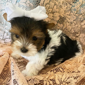 Biewer Terrier Puppy Sage