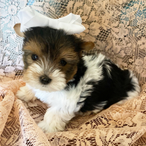 Biewer Terrier Puppy Sage