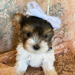 Biewer Terrier Puppy Sage