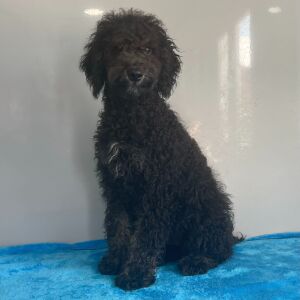 Poodle Puppy Birdo