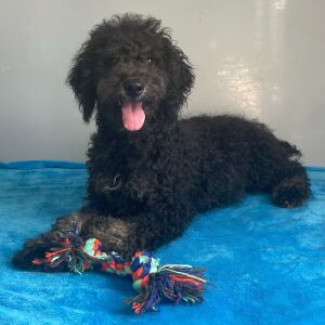 Poodle Puppy Birdo