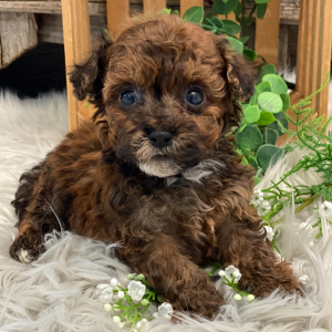 Havapoo Puppy Scout