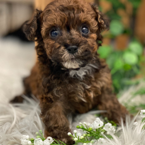 Havapoo Puppy Scout