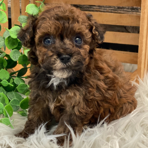 Havapoo Puppy Scout