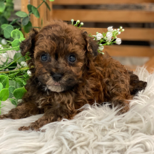 Havapoo Puppy Scout