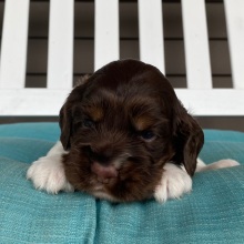 Cocker Spaniel Puppy Sammy