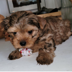 Yorkshire Terrier Puppy Sammy