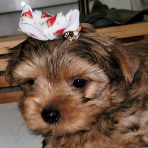 Yorkshire Terrier Puppy Sammy