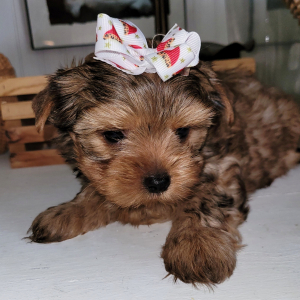 Yorkshire Terrier Puppy Sammy